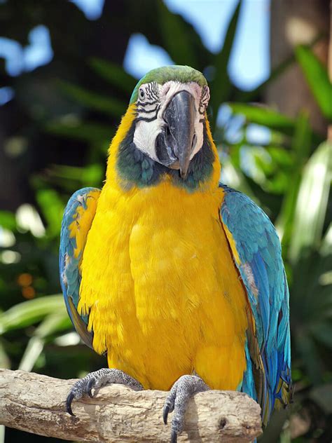 Millions of free jigsaw puzzles created by a large community. Parrot - Free Jigsaw Puzzles Online