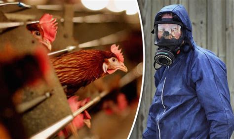 Bird Flu Outbreak Avian Flu Strain H5n8 Detected In British Farm