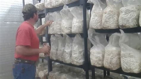 Checking In On Our Mushroom Grow Room Youtube