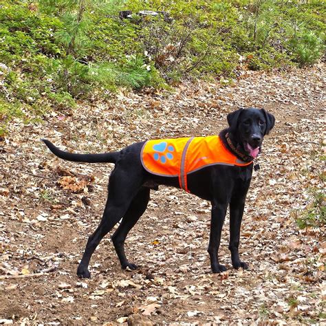 Safetypup Xd Reflective Dog Vest Orange Large