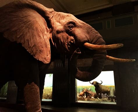 Elephant And African Buffalo Carl Akeley Hall Of African Mam Flickr