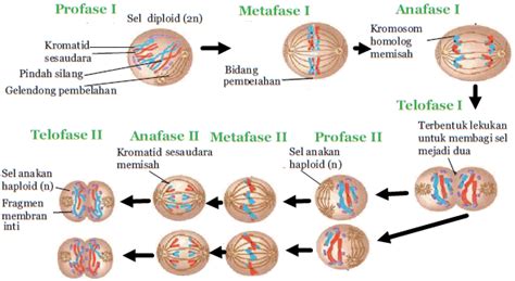 Pengertian Dan Perbedaan Proses Fase Pembelahan Mitosis Dan Meiosis
