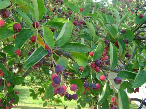 Juneberry — Twisted Tree Farm