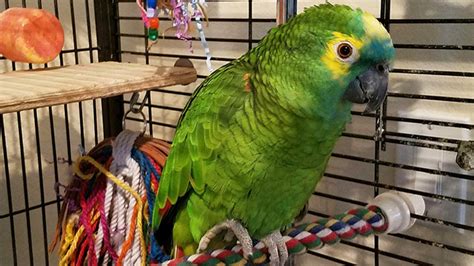 Blue Fronted Amazons Exotic Parrot Breeders Parrots For Sale