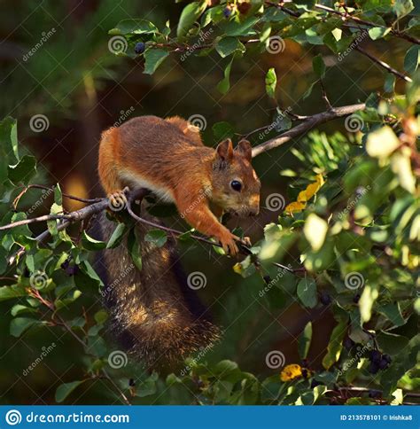 Squirrel Eating Berries On A Tree Stock Image Image Of Garden Eating