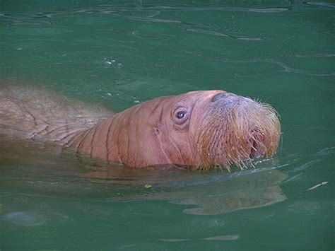 Odobenus Rosmarus Divergens Pacific Walrus In Zoos