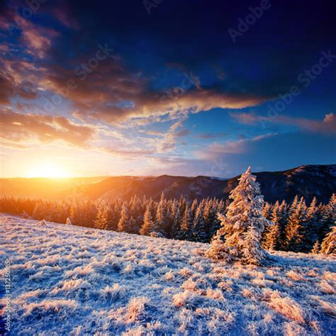 Magical Winter Snow Covered Tree Sunset In The Carpathians Ukr