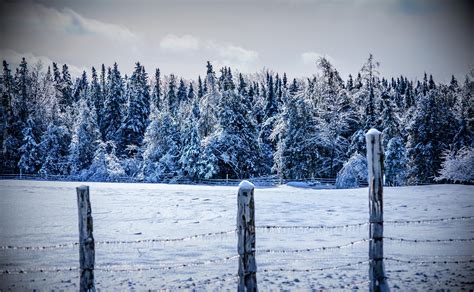 2048x1265 Winter Snow Fence Trees Wallpaper Coolwallpapersme
