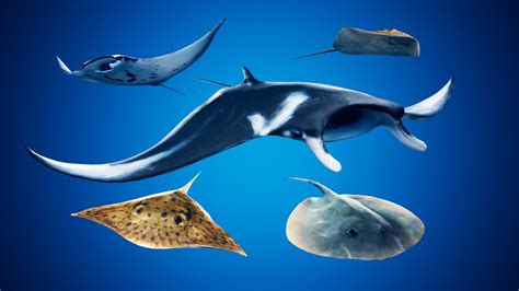 The hawaiian stingray is native to hawaii and can grow to a wingspan of 3 feet (1m). Manta Ray Stingray Difference