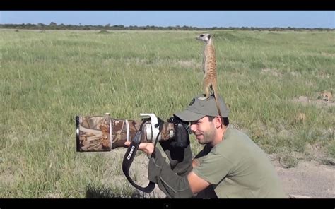 Wildlife Photographer Gets Turned Into A Lookout Post By Wild Meerkats