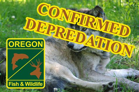 Recent Wolf Depredation In Wallowa County Attributed To The Bear Creek