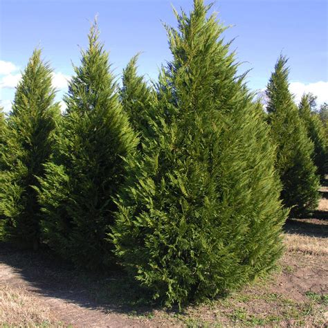 Buy Leyland Cypress Trees Online Evergreen Trees For Sale
