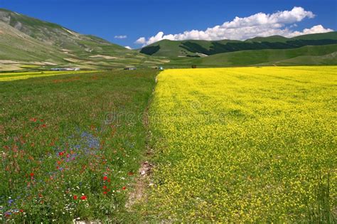 Yellow Field Landscape Stock Image Image Of Lentils Castelluccio