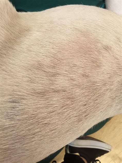 Bald Spots And Lumps Pls Help — Strictly Bull Terriers