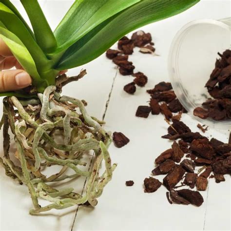 What Is Orchid Bark Mix How To Make It Orchid Resource Center