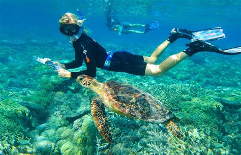 Best Sea Turtle And Marine Conservation Volunteer Abroad Programs Ivhq