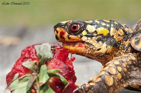 Who Knew That Cute Animals Eating Berries Could Look So Terrifying