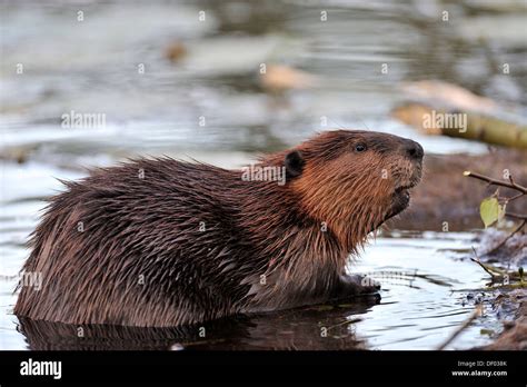 A Side View Of A Beaver With Its Head Up Looking At Something In The