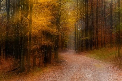 4k Forests Autumn Trail Trees Hd Wallpaper Rare Gallery