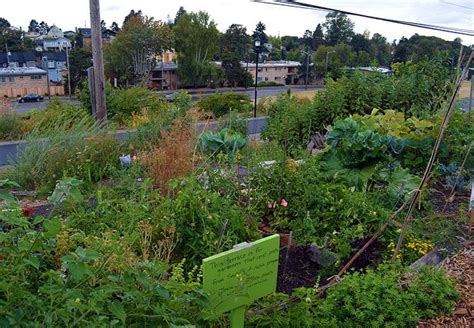 How Does An Urban Food Forest Work Garden Living And Making With