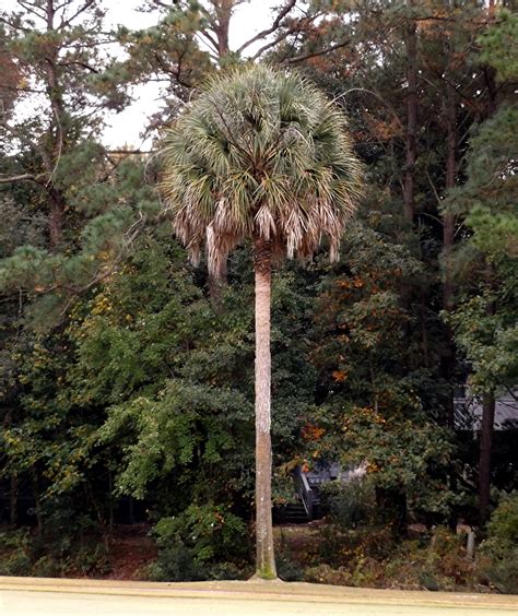 Palmetto Tree What Makes South Carolina The Palmetto