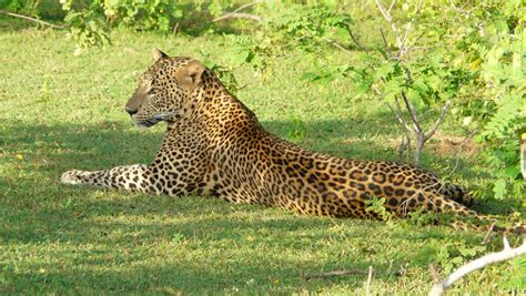 Tigers appear to have arrived in sri lanka during a pluvial period during which sea levels were depressed, evidently prior to the last glacial maximum ca. Wild Animal in Sri Lanka (Picture Collection): Tiger in Yala Park