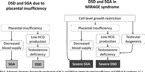 Figure 5 From Mirage Syndrome Is A Rare Cause Of 46 Xy Dsd Born Sga Without Adrenal