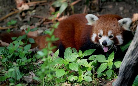 Bakgrundsbilder Vilda Djur Och Växter Röd Panda Fauna Däggdjur
