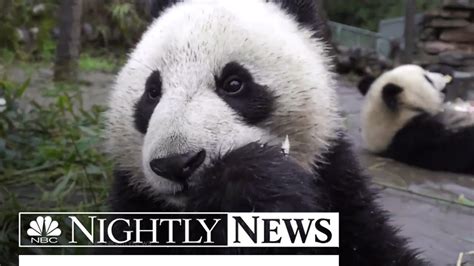 Pandas Are Making A Comeback Nbc Nightly News Youtube