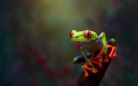 Frog Photo Hd Wallpaper This Wallpapers