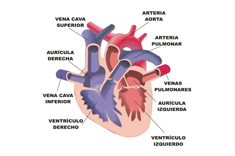 El aparato circulatorio La circulación sanguínea y el aparato circulatorio