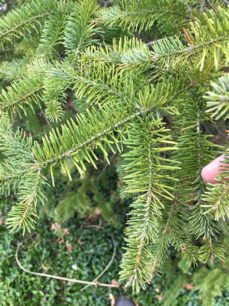 Evergreen Needle Browning Issue 387219 Ask Extension