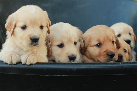 See what to expect when you choose this majestic breed. Golden Retriever Puppies Vermont Sale - Pets Ideas