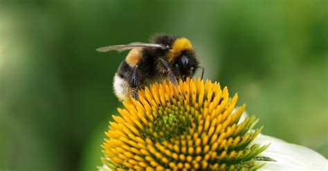 Plants To Attract Bumble Bees To The Garden Minnesota State