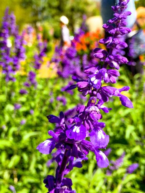 Beautiful Purple Flowers In Garden Stock Image Image Of Scenic Light