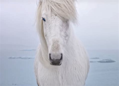 The Mystical Polar Horses Of North Pole City Mystic Christmas Blog