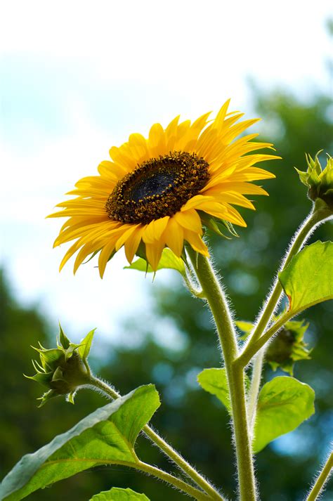 Sunflower Plant Care Yellow Leaves