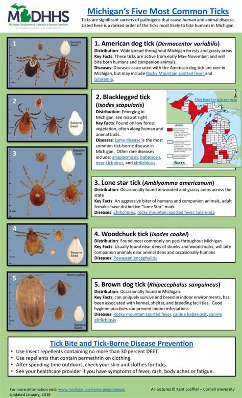 Ticks Are On The Rise In Michigan Ann Arbor Animal Hospital