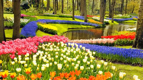 Keukenhof Gardens And Tulip Fields Tour From Amsterdam Most Beautiful