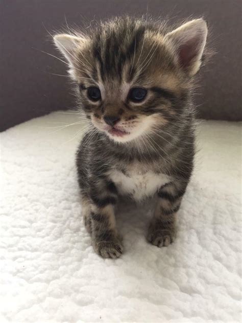 Beautiful Tabby Kitten 5 Weeks Old In Preston Lancashire Gumtree