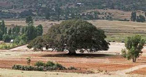 Ngai And Origins Of The Agĩkũyũ Of Kenya The Aegis Institute