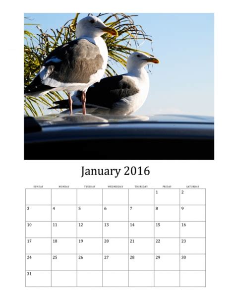January 2016 Calendar Of Birds Free Stock Photo Public Domain Pictures