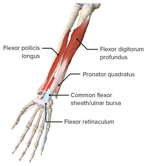Superficial Anterior Forearm Muscle Anatomy And Function Kenhub Porn