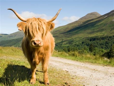 Die schottische landschaft ist abwechslungsreich und teilweise völlig unberührt. Zu Besuch bei Nessie & Co. Mietwagen-Rundreise Schottland ...
