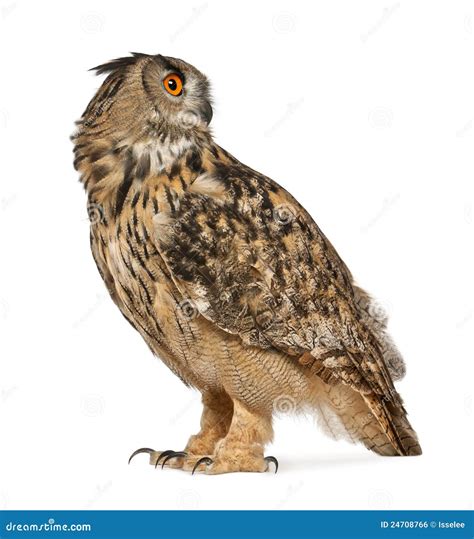 Eurasian Eagle Owl Bubo Bubo Stock Photo Image Of White People