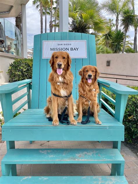 Happy National Pet Day! 11 Pet-Friendly Hotels With Perks and Amenities