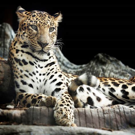 Leopard Sitting Stock Photos Pictures And Royalty Free Images Istock