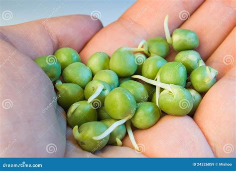 Germinated Green Peas Royalty Free Stock Images Image 24326059