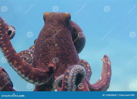 Day Octopus Off Kona Big Island Hawaii Stock Photo Image Of Blue