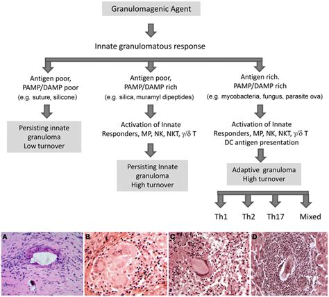Frontiers Chemokines In Innate And Adaptive Granuloma Formation